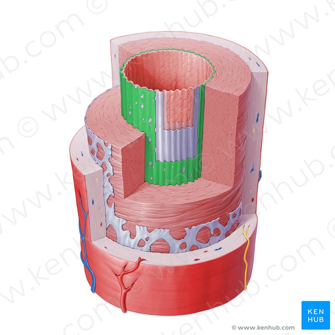 Lâmina elástica interna de artéria (Membrana elastica interna arteriae); Imagem: Paul Kim