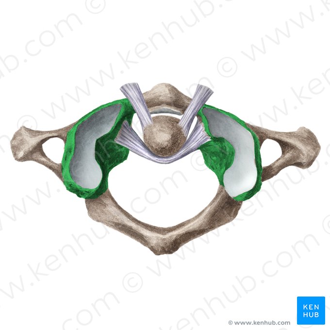 Lateral mass of atlas (Massa lateralis atlantis); Image: Liene Znotina