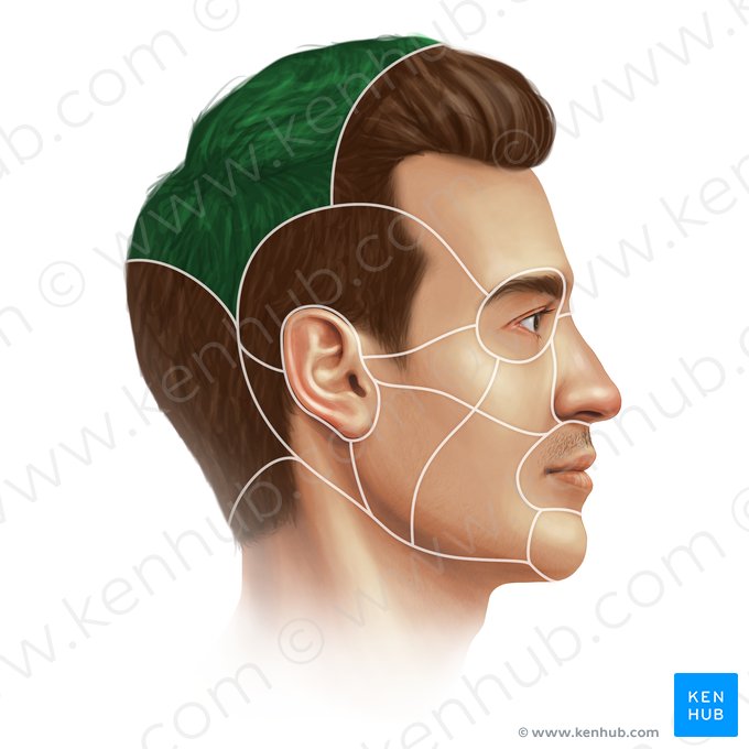 Región parietal (Regio parietalis); Imagen: Paul Kim