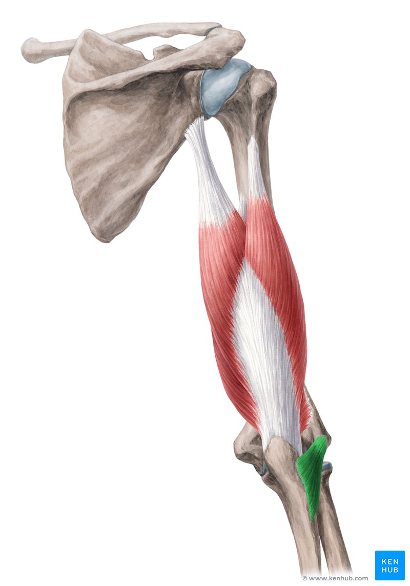 Anconeus muscle (musculus anconeus)