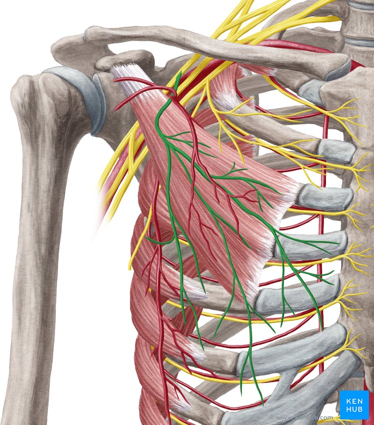 Lateral pectoral nerve - ventral view