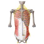 Nerves of the abdominal wall