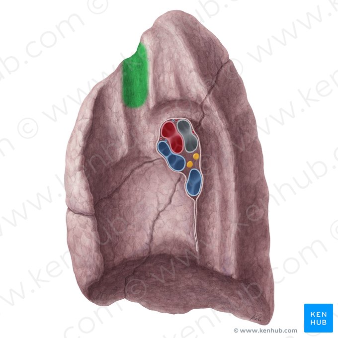 Impressão da veia braquiocefálica direita do pulmão direito (Impressio venae brachiocephalicae dextrae pulmonis dextri); Imagem: Yousun Koh