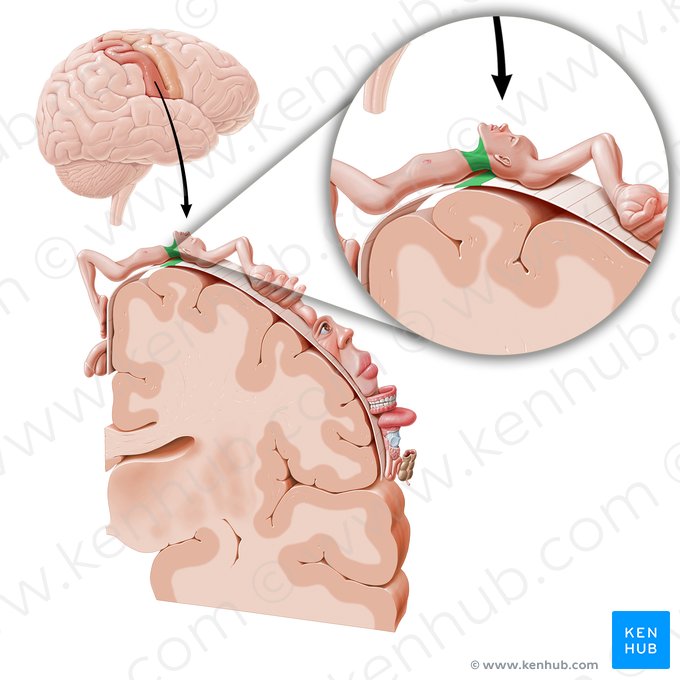 Cortex sensorius regionis cervicis (Sensorischer Kortex des Halses); Bild: Paul Kim