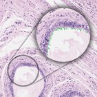 Cilia