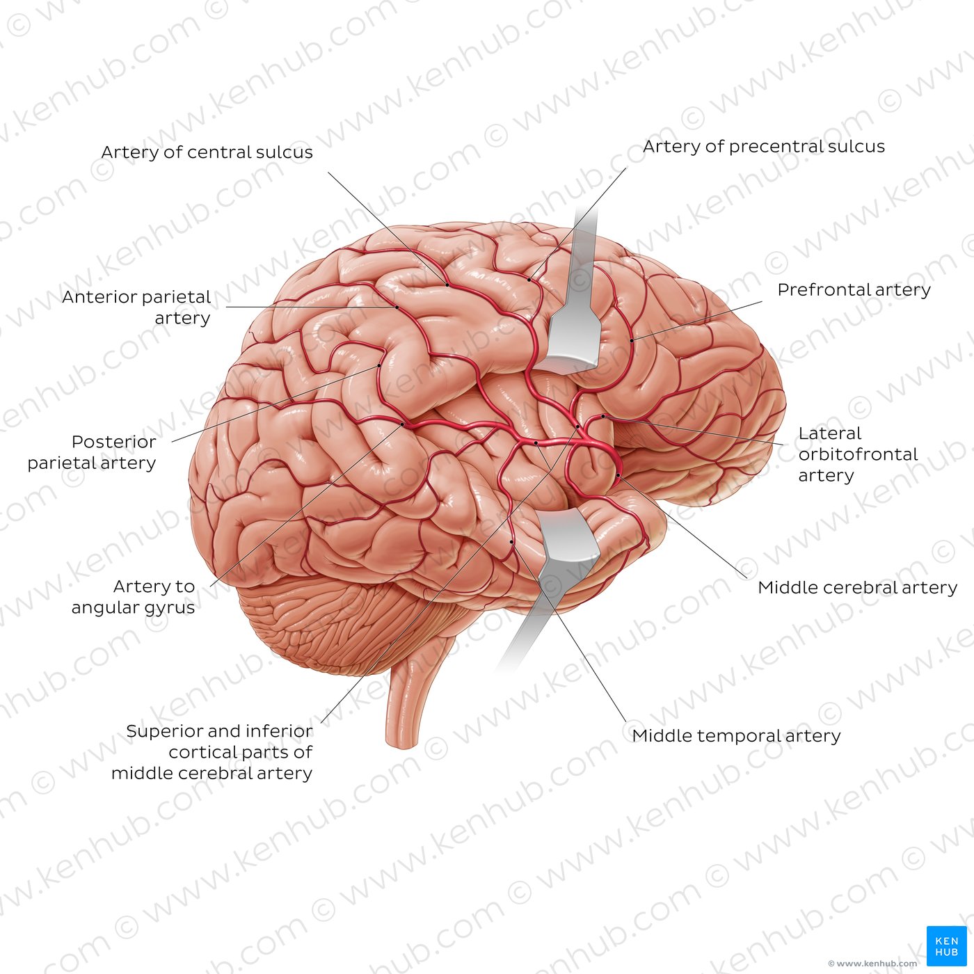 Branches of the middle cerebral artery (diagram)