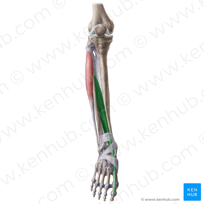 Musculus extensor hallucis longus (Langer Großzehenstrecker); Bild: Liene Znotina