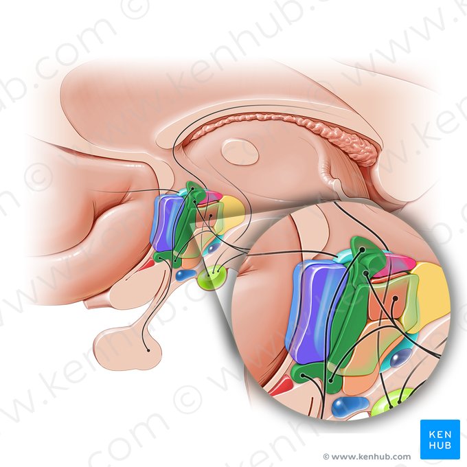 Área hipotalámica anterior (Area hypothalamica anterior); Imagen: Paul Kim