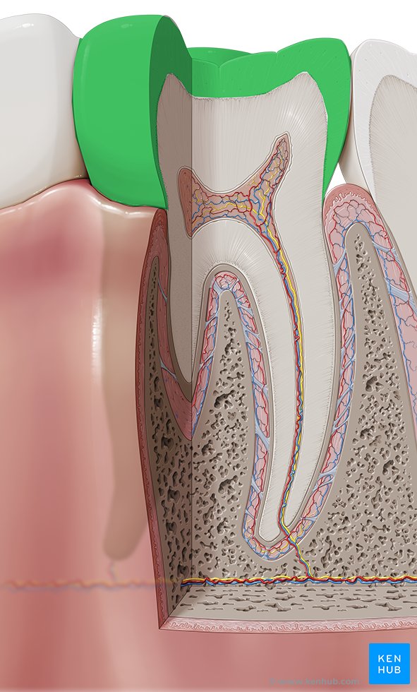 Enamel Anatomy, structure and function Kenhub