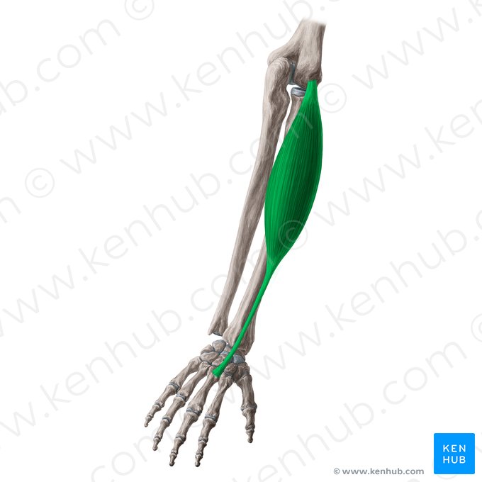 Musculus extensor carpi radialis brevis (Kurzer speichenseitiger Handstrecker); Bild: Yousun Koh