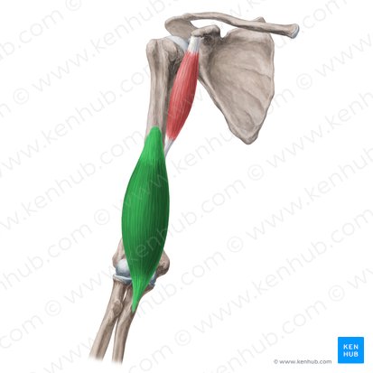 Músculo braquial (Musculus brachialis); Imagen: Yousun Koh