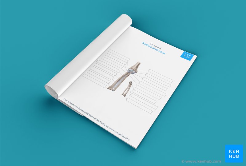 Unlabeled diagram showing the radius and ulna (Download free PDF below!)