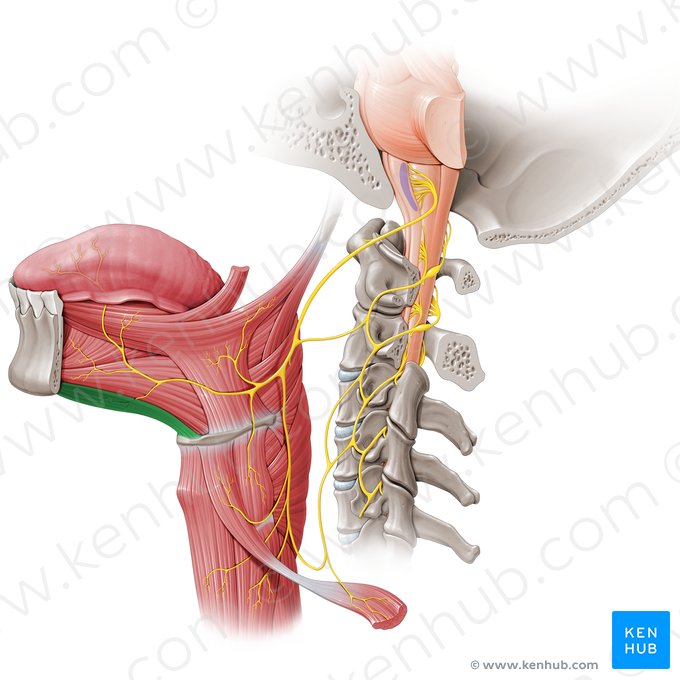 Músculo genio-hióideo (Musculus geniohyoideus); Imagem: Paul Kim