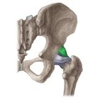 Iliofemoral ligament