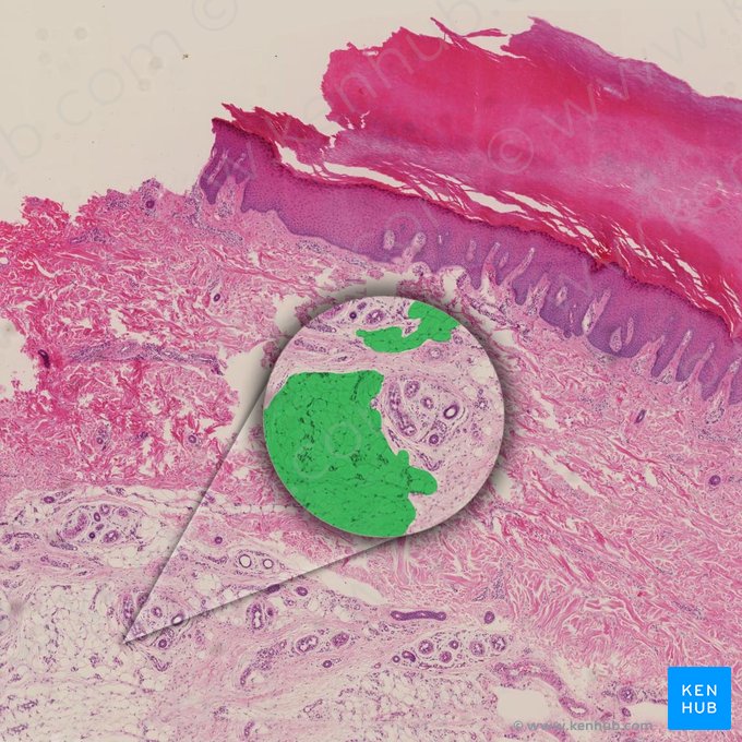 Subcutaneous fatty layer (Panniculus adiposus); Image: 