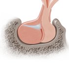 Pituitary gland