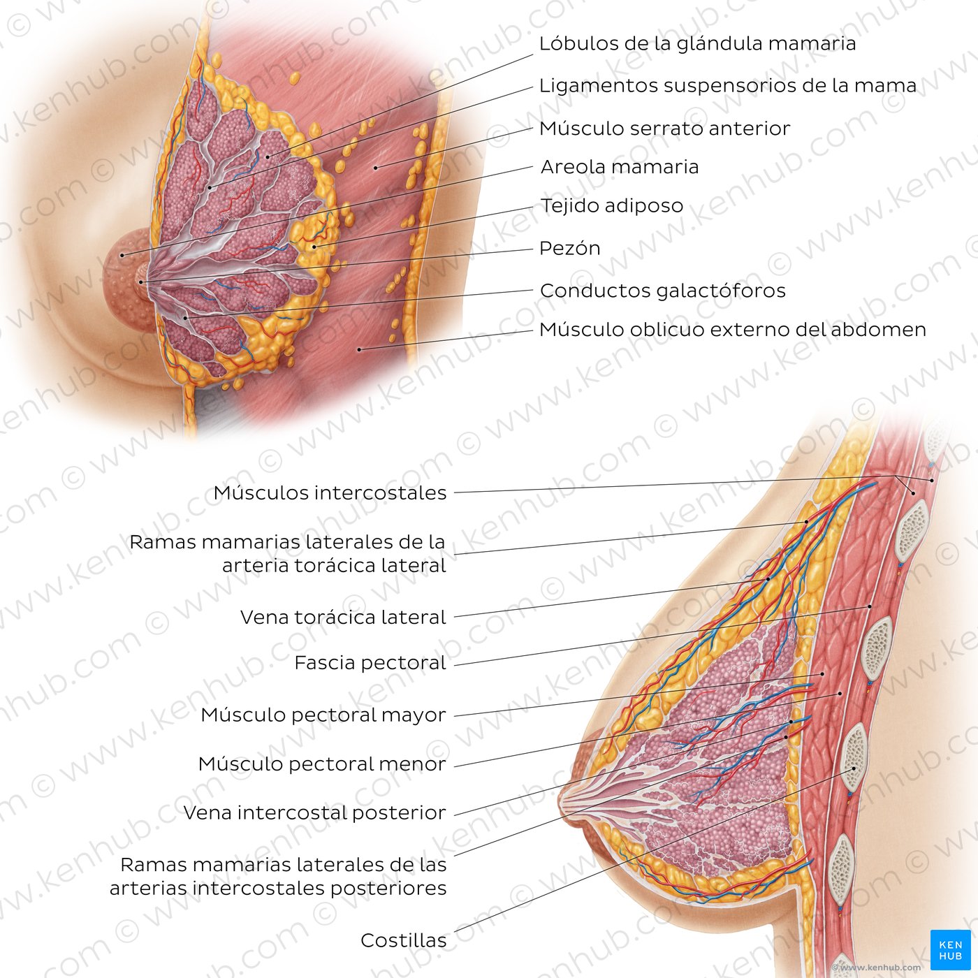 Anatomía de la mama femenina