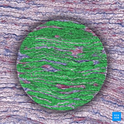 Myelin sheath (Stratum myelini); Image: 
