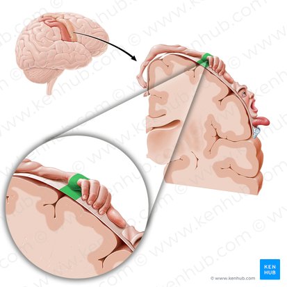 Cortex motorius regionis metacarpi (Motorischer Kortex der Hand); Bild: Paul Kim