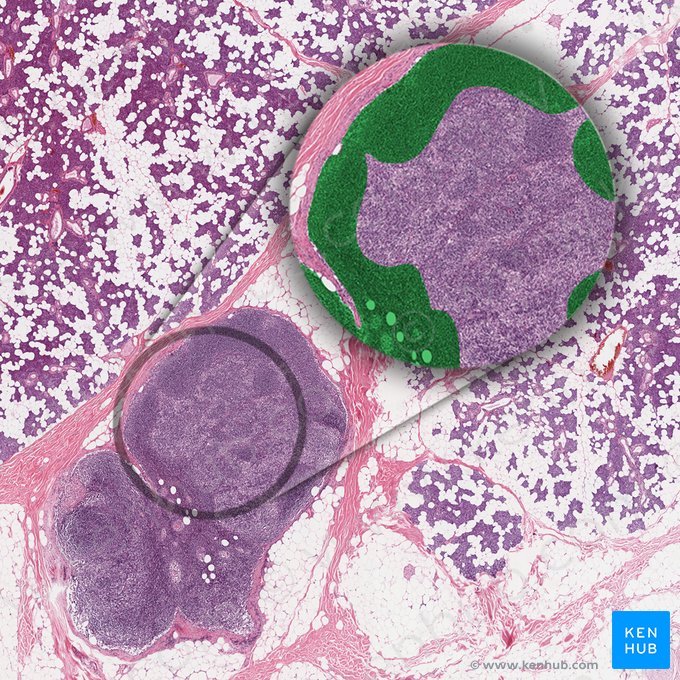 Corteza del gánglio linfático (Cortex nodi lymphoidei); Imagen: 