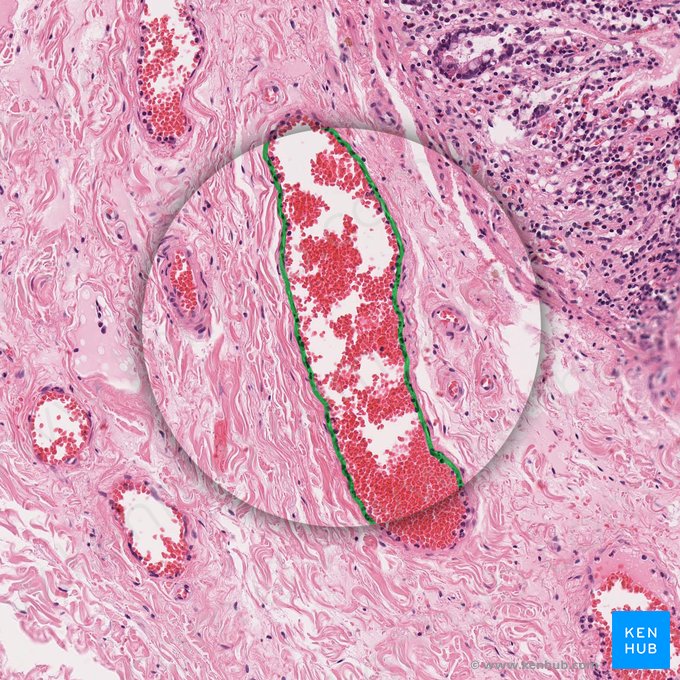 Endotelio de la vénula (Endothelium venulae); Imagen: 