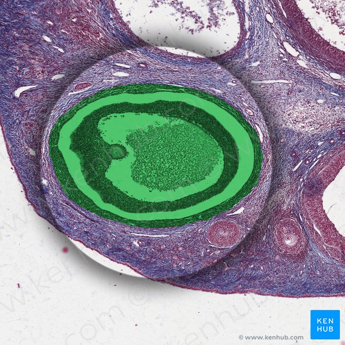 Tertiary ovarian follicle (Folliculus ovaricus tertius); Image: 