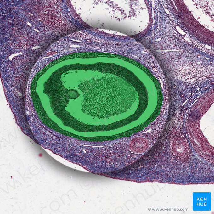 Folliculus ovaricus tertiarius (Graaf-Follikel); Bild: 