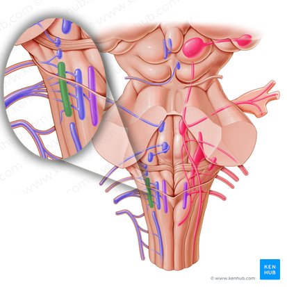 Núcleo ambiguo (Nucleus ambiguus); Imagen: Paul Kim