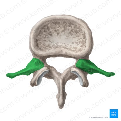 Transverse process of lumbar vertebra (Processus transversus vertebrae lumbalis); Image: Liene Znotina