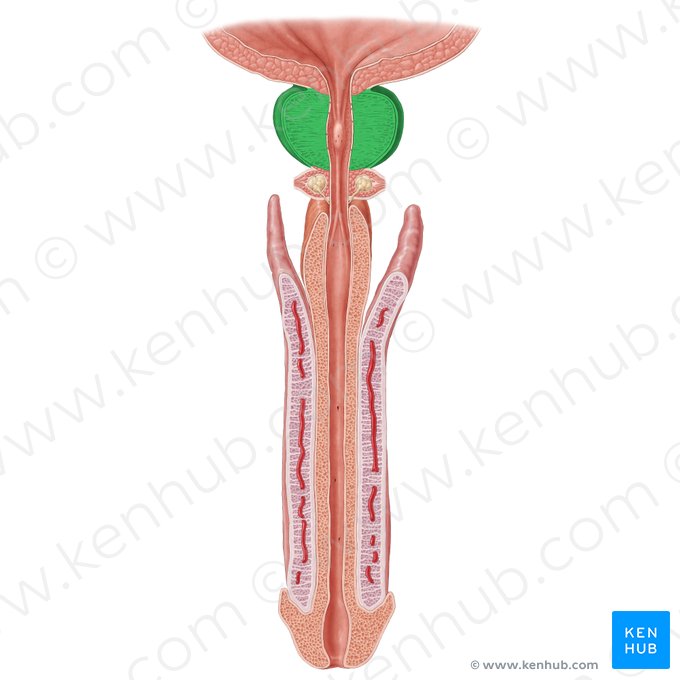 Prostate (Prostata); Image: Samantha Zimmerman