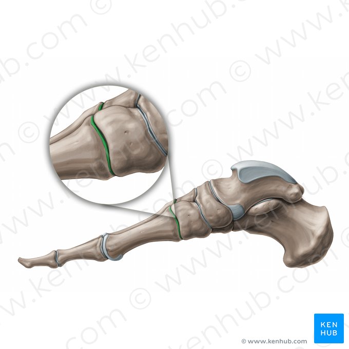 Articulaciones tarsometatarsianas (Articulationes tarsometatarseae); Imagen: Paul Kim