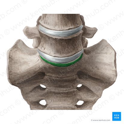 Promontory of sacrum (Promontorium sacri); Image: Liene Znotina