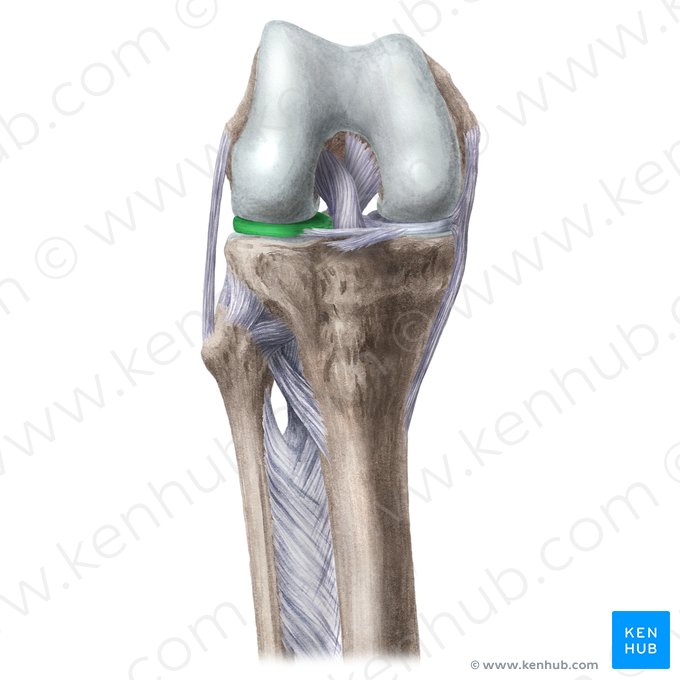 Menisco lateral (Meniscus lateralis); Imagen: Liene Znotina