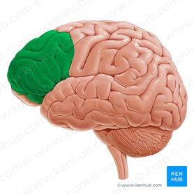 Region lateral de la corteza prefrontal (Regio lateralis corticis prefrontalis); Imagen: Yousun Koh