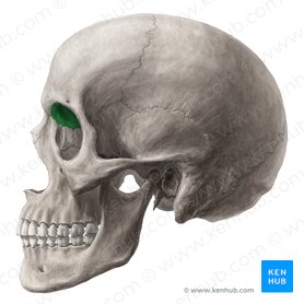 Orbital surface of frontal bone (Facies orbitalis ossis frontalis); Image: Yousun Koh