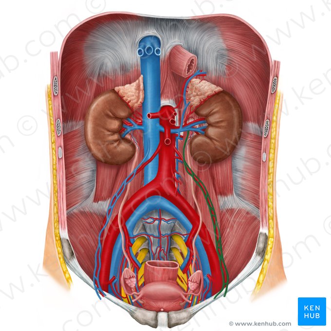 Left ovarian vein (Vena ovarica sinistra); Image: Irina Münstermann