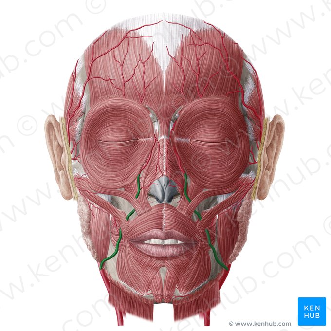 Arteria facialis (Gesichtsarterie); Bild: Yousun Koh