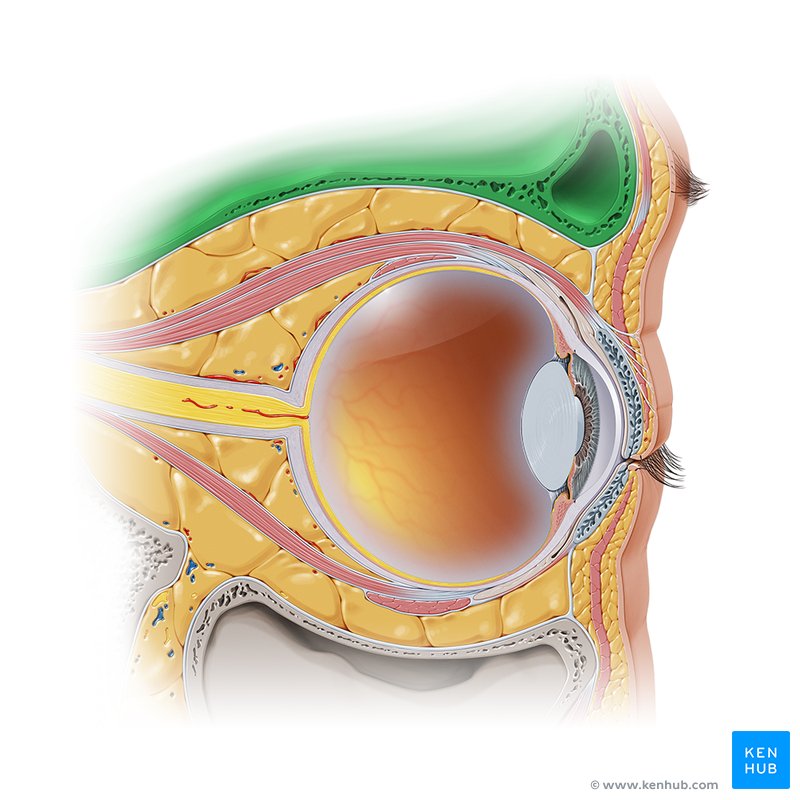 O Que é Orbita Anatomia
