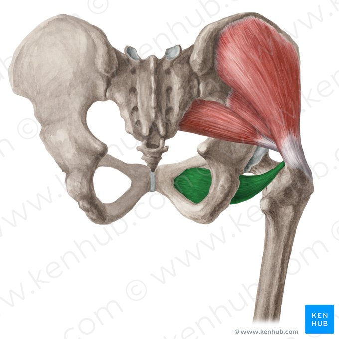 Músculo obturador externo (Musculus obturatorius externus); Imagem: Liene Znotina