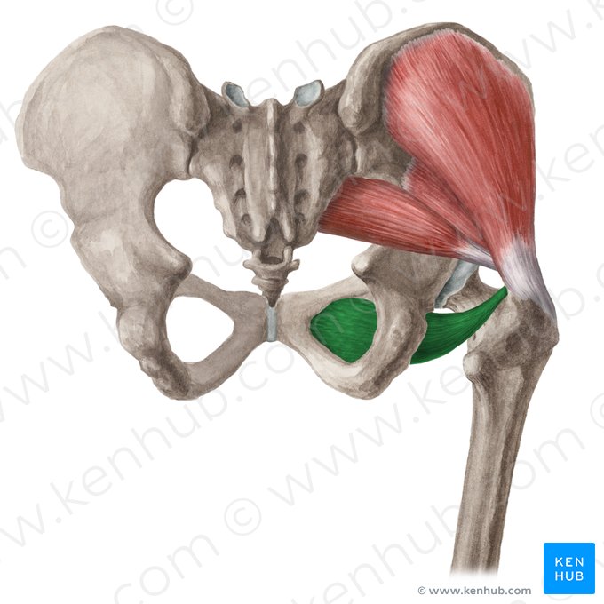 Musculus obturatorius externus (Äußerer Hüftlochmuskel); Bild: Liene Znotina