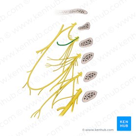 Lesser occipital nerve (Nervus occipitalis minor); Image: Begoña Rodriguez
