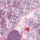 Parotid gland histology