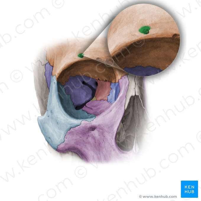 Supraorbital foramen of frontal bone (Foramen supraorbitale ossis frontalis); Image: Paul Kim