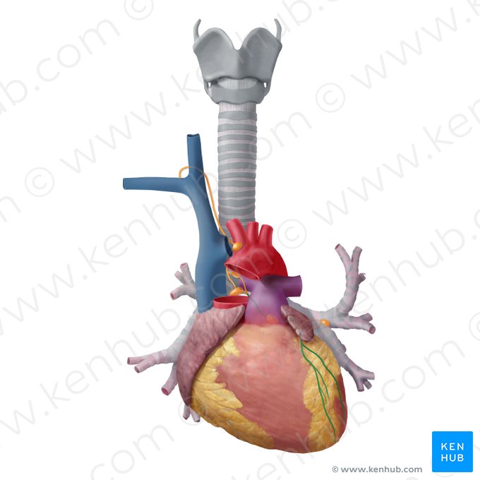 Left coronary lymphatic trunk (Truncus lymphaticus coronarius sinister); Image: Begoña Rodriguez