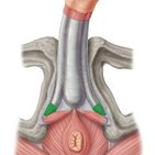 Musculus ischiocavernosus