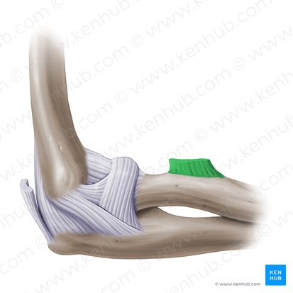 Tendón distal del músculo bíceps braquial (Tendo distalis musculi bicipitis brachii); Imagen: Paul Kim