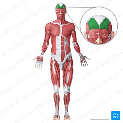 Músculo occipitofrontal (Musculus occipitofrontalis); Imagen: Irina Münstermann