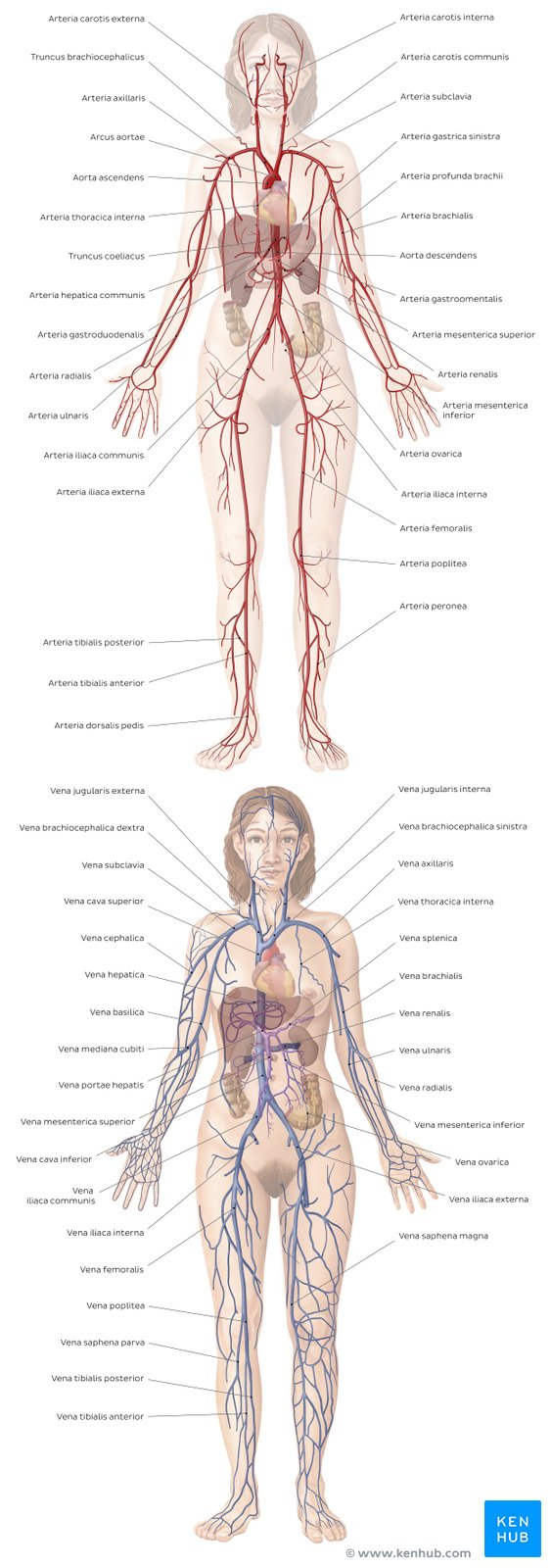 Beschriftetes Übersichtsbild der wichtigsten Arterien und Venen