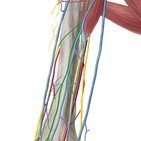 Musculocutaneous nerve