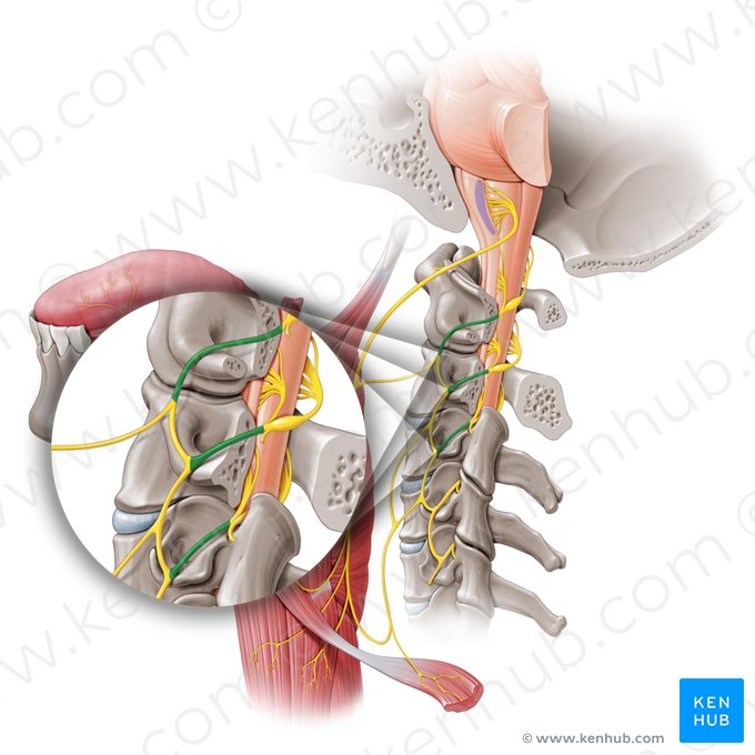 Ramos anteriores dos nervos espinais C1-C3 (Rami anteriores nervorum spinalium C1-C3); Imagem: Paul Kim